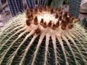 Fuzzy/Spikey